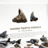 Close-up of several shark tooth fossils embedded in clear acrylic. The teeth vary in size and shape, showcasing their distinct serrated edges and fossilized details, which provide a glimpse into ancient marine life.